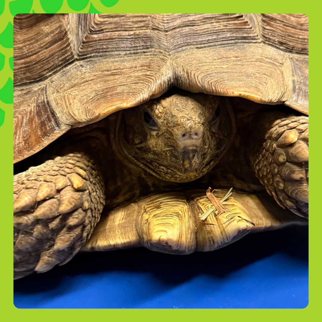 Totally Turtles! - Providence Children's Museum
